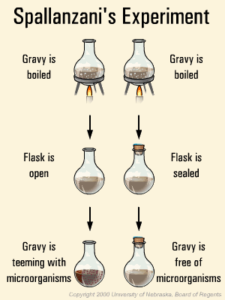 Spallanzini's counteer to the theory