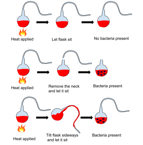 Pasteur's experiment to finally disprove spontaneous generation