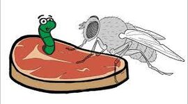 Timeline: THE SLOW DEATH OF SPONTANEOUS GENERATION