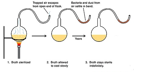 Louis Pasteur's swan-neck flask experiment