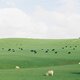 Muriwai rangeland