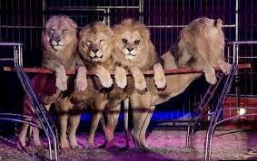 Los animales en e circo