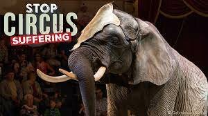 La prohibicion de usar animales en los circos