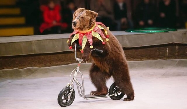 EL CIRCO Y LOS ANIMALES