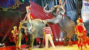 LA COLECCIÓN DE ANIMALES