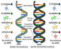 Estructura del ARN