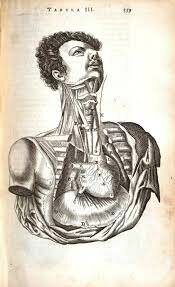 Thomas Bartholin discovers the human lymphatic system