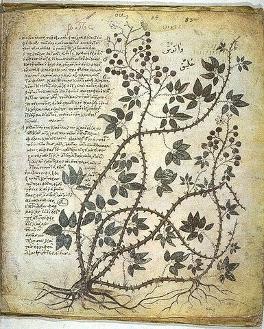 Dioscorides y las plantas medicinales