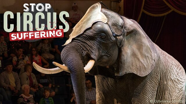 No más animales sufriendo en los circos