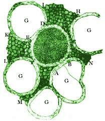 Antonie's Microscopic Observations