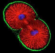 Rudolf's Cell Theory and Omnis cellula e cellula principle
