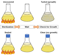 Spallanzani's experiment (Lazzaro Spallanzani)
