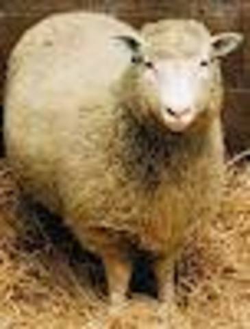 Dolly the Sheep