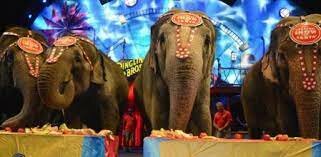 Prohiben los animales