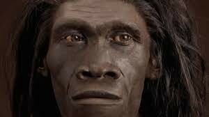 Homo erectus