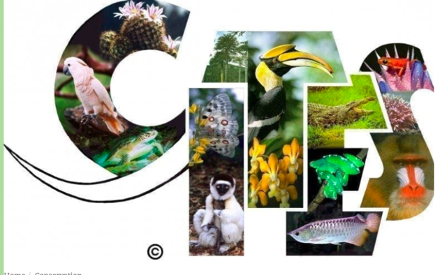 Convention on International Trade in Endangered Species