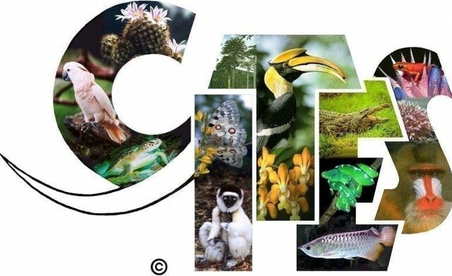 Convention on International Trade in Endangered Species
