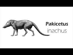 Pakicetus - 50 million