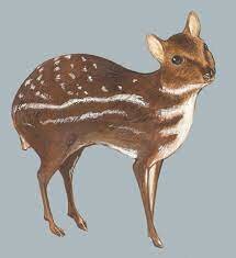 Water chevrotain - 50 million
