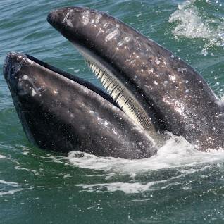 Mysticetes - 4.5 million