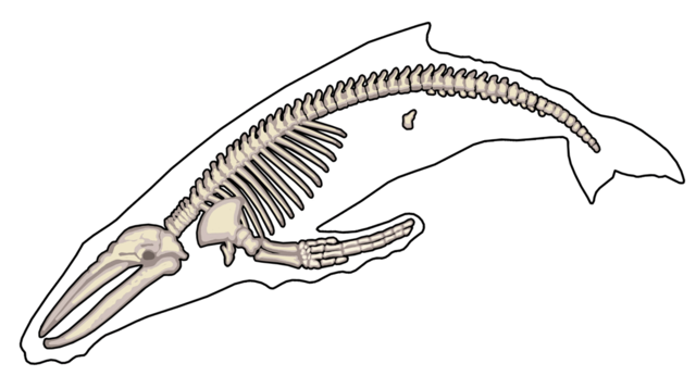 Adaptation - Hind limbs disappearing