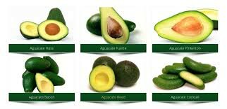 2015 - Diversidad genética de cultivares de aguacate