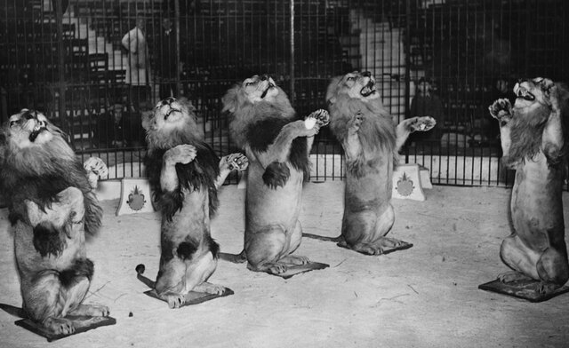 EL PRIMER CIRCO EN ESPAÑA