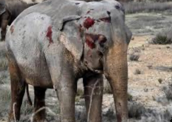 LAS PRIMERAS COMUNIDADES DE ESPAÑA EN PROHIBIR LOS ANIMALES EN EL CIRCO