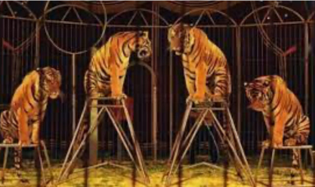 LA PROHIBICION DE LOS ANIMALES EN EL CIRCO