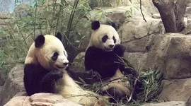 Timeline: Environmental Laws, Agencies, and Treaties - Katy Stepenosky