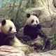 Giant pandas national zoological park washington dc