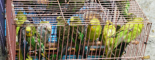 Convention on International Trade in Endangered Species