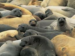 Convention on International Trade in Endangered Species