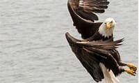 Endangered Species Act (US)