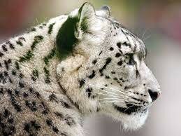 Convention on international Trade In Endangered Species