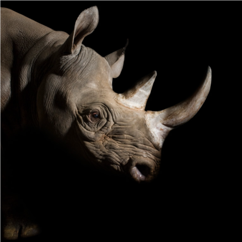 Convention on International Trade in Endangered Species