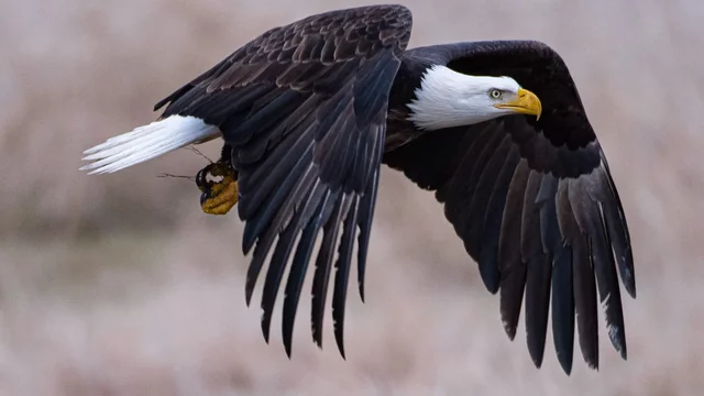 Convention on International Trade in Endangered Species