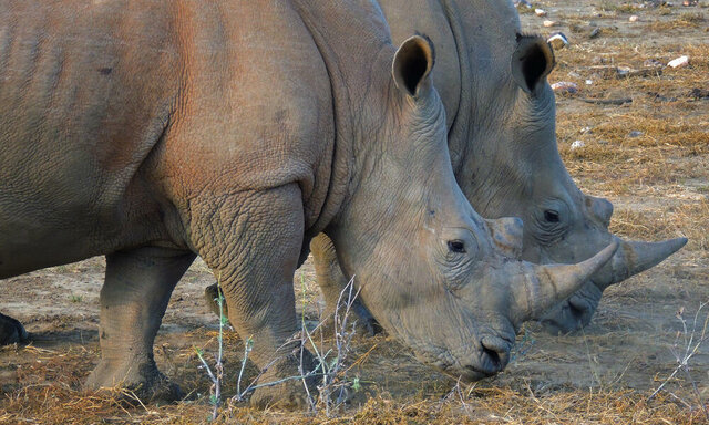 Convention on International Trade in Endangered Species