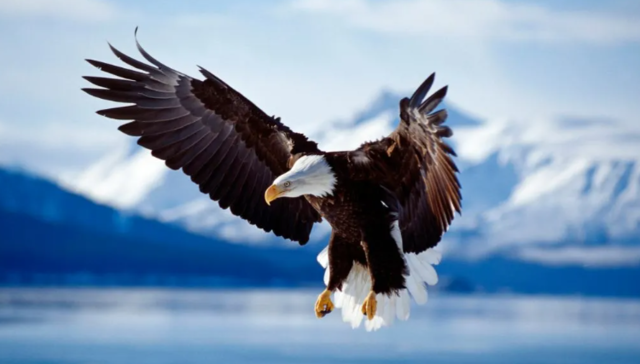 Endangered Species Act