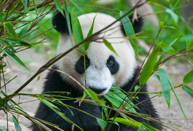 Convention on International Trade in Endangered Species