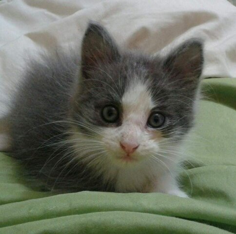 ★ Adoptamos al León.