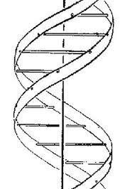 ADN