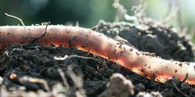 Earthworms and Soil Science