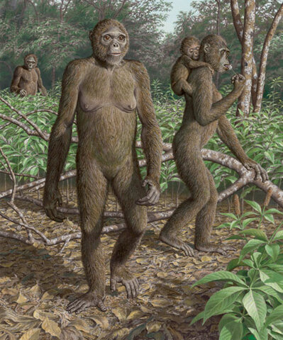 Ardipithecus
