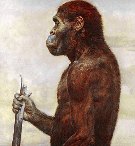 Australopithecus