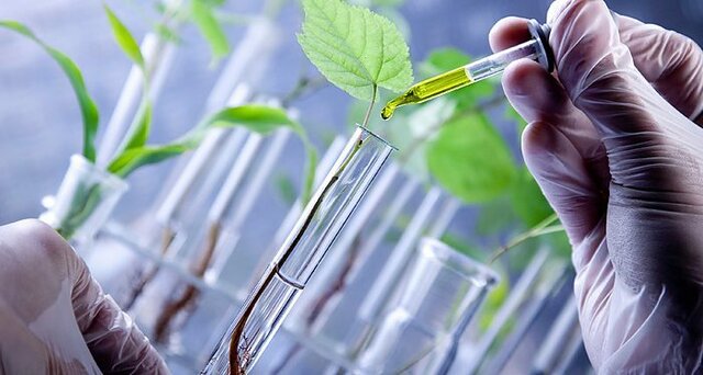 Inicio de la indagación con plantas genéticamente modificadas.