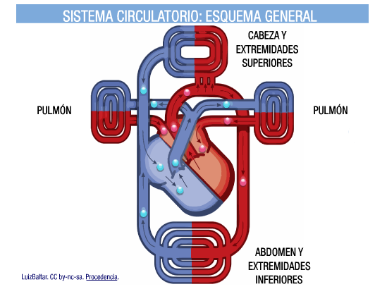 Circulació de la sang