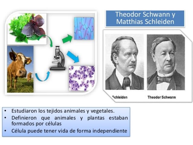 Matthias Schleiden - Theodor Schwann i la teoria cel·lular
