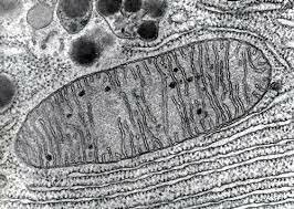 Remak, Albert Kolliker i Franz Von Leyding