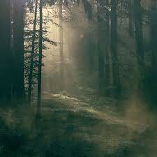 The unwinds run into the forest